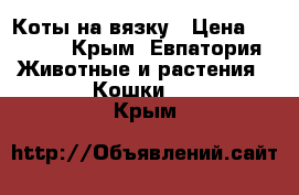 Коты на вязку › Цена ­ 3 000 - Крым, Евпатория Животные и растения » Кошки   . Крым